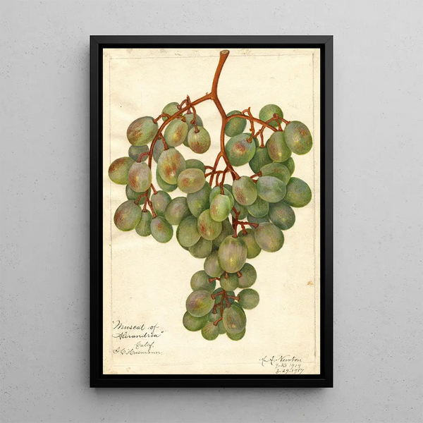 Vitis Muscat d'Alexandrie - Amanda Almira Newton — gerahmtes Bild an der Wand