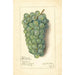 Vitis Niagara - Amanda Almira Newton — Ansicht des Kunstwerks