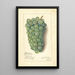 Vitis Niagara - Amanda Almira Newton — gerahmtes Bild an der Wand