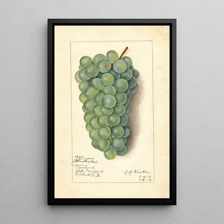 Amanda Almira Newton - Vitis Niagara.webp