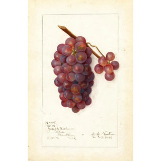 Amanda Almira Newton - Vitis No.webp