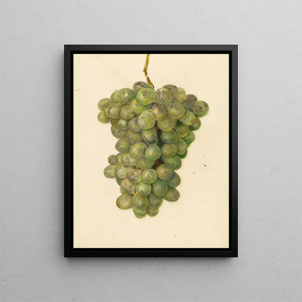 Vitis Ontario - Amanda Almira Newton — gerahmtes Bild an der Wand