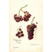 Vitis Panariti - Amanda Almira Newton — Ansicht des Kunstwerks