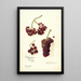 Vitis Panariti - Amanda Almira Newton — gerahmtes Bild an der Wand