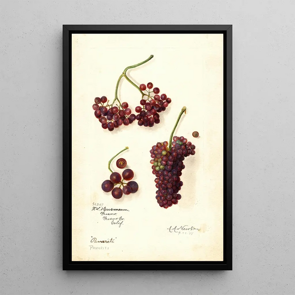 Vitis Panariti - Amanda Almira Newton — gerahmtes Bild an der Wand
