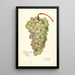 Vitis Scheradzouli Blanc - Amanda Almira Newton — gerahmtes Bild an der Wand