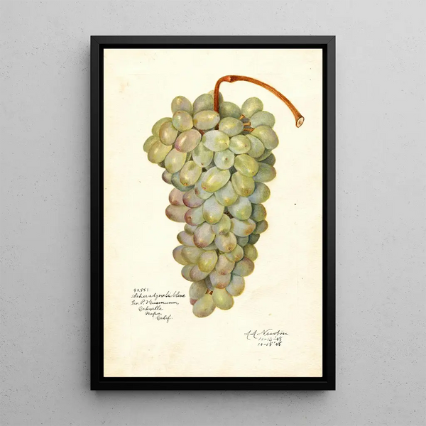 Vitis Scheradzouli Blanc - Amanda Almira Newton — gerahmtes Bild an der Wand