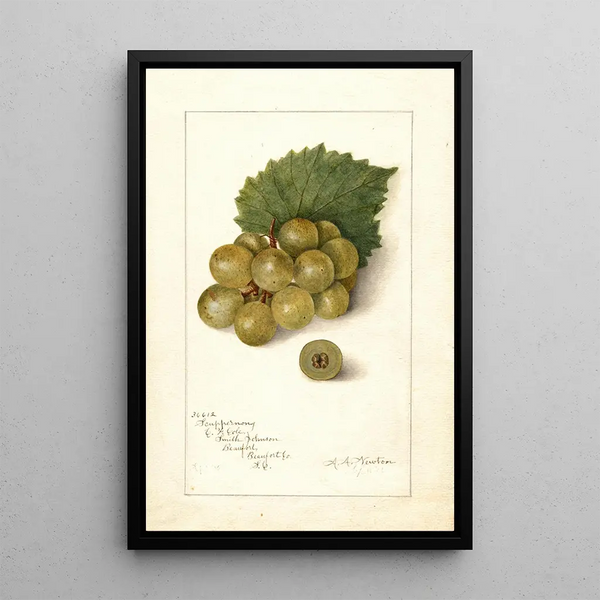 Vitis Scuppernong - Amanda Almira Newton — gerahmtes Bild an der Wand