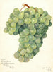 Vigne Servan Blanc - Amanda Almira Newton — Ansicht des Kunstwerks