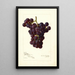 Reproduktion des Gemäldes Vitis Sunrise - Amanda Almira Newton