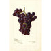 Reproduktion des Gemäldes Vitis Sunrise - Amanda Almira Newton
