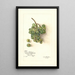 Reproduktion des Gemäldes Vitis White Southern - Amanda Almira Newton