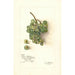 Reproduktion des Gemäldes Vitis White Southern - Amanda Almira Newton