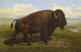 American School - The American Bison at Jackson Hole Yellowstone.webp