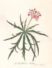 Jatropha Multifidis - Ann Lee — Ansicht des Kunstwerks