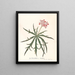 Jatropha Multifidis - Ann Lee — gerahmtes Bild an der Wand