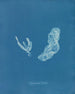 Asperococcus turneri - Anna Atkins — Ansicht des Kunstwerks