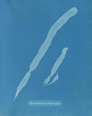 Anna Atkins - Asperococcus compressus.webp