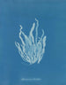 Asperococcus echinatus - Anna Atkins — Ansicht des Kunstwerks