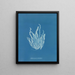 Asperococcus echinatus - Anna Atkins — gerahmtes Bild an der Wand