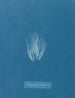 Bangia fuscopurpurea - Anna Atkins — Ansicht des Kunstwerks