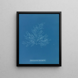 Anna Atkins - Bonnemaisonia asparagoides.webp