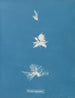 Bryopsis hypnoides - Anna Atkins — Ansicht des Kunstwerks