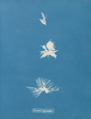 Anna Atkins - Bryopsis hypnoides.webp