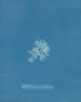 Callithamnion gracillimum - Anna Atkins — Ansicht des Kunstwerks