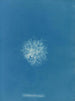Callithamnion roseum - Anna Atkins — Ansicht des Kunstwerks