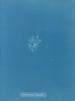 Callithamnion thuyoides - Anna Atkins — Ansicht des Kunstwerks
