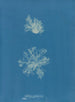 Calothrix confervicola - Anna Atkins — Ansicht des Kunstwerks