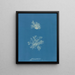 Calothrix confervicola - Anna Atkins — gerahmtes Bild an der Wand