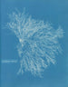 Keramikgemälde in Rot - Anna Atkins — Ansicht des Kunstwerks