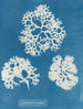 Knusprige Muschel - Anna Atkins — Ansicht des Kunstwerks