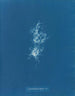 Chondrus crispus var. - Anna Atkins — Ansicht des Kunstwerks