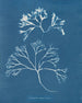 Knorpel der Brustwarze - Anna Atkins — Ansicht des Kunstwerks
