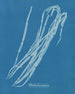 Chorda lomentaria - Anna Atkins — Ansicht des Kunstwerks
