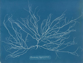 Chordaria flagelliformis - Anna Atkins — Ansicht des Kunstwerks