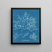 Chylocladia clavellosa - Anna Atkins — gerahmtes Bild an der Wand