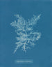 Chylocladia califormis - Anna Atkins — Ansicht des Kunstwerks