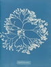 Chylocladia ovalis - Anna Atkins — Ansicht des Kunstwerks