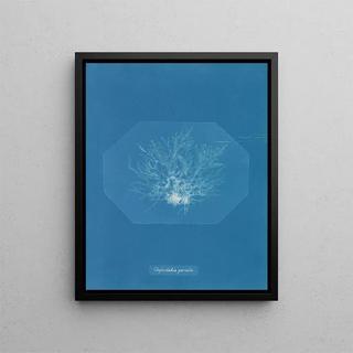 Anna Atkins - Chylocladia parvula.webp