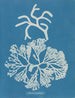Codium tomentosum - Anna Atkins — Ansicht des Kunstwerks
