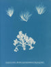 Conferva arcta die drei oberen Exemplare im jungen Zustand - Anna Atkins — Ansicht des Kunstwerks
