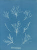 Korallenlänge - Anna Atkins — Ansicht des Kunstwerks