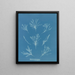 Korallenlänge - Anna Atkins — gerahmtes Bild an der Wand
