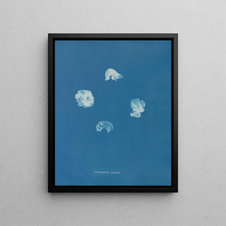 Anna Atkins - Corynephora marina.webp