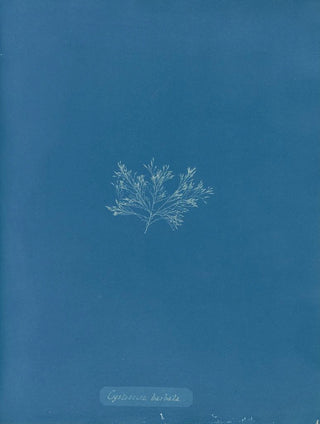Anna Atkins - Cystoseira barbata.webp