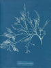 Cystoseira foeniculacea - Anna Atkins — Ansicht des Kunstwerks